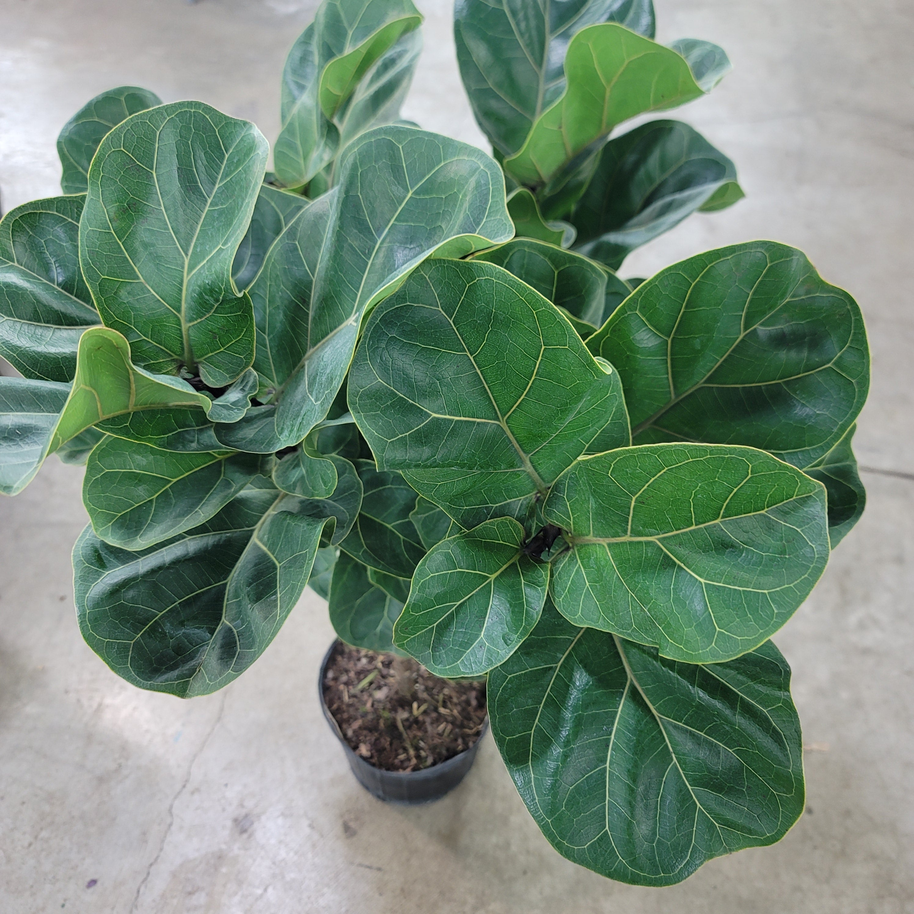 Ficus lyrata comp. 'Bambino' -10