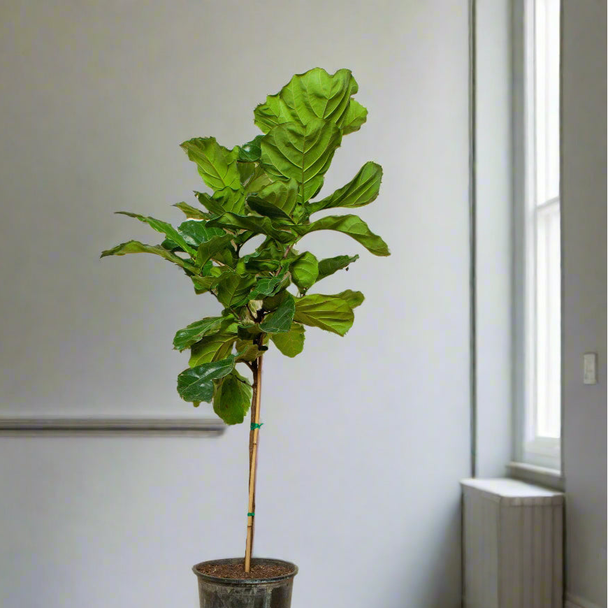 LARGE PLANTS - Ficus Lyrata - Standard 10"