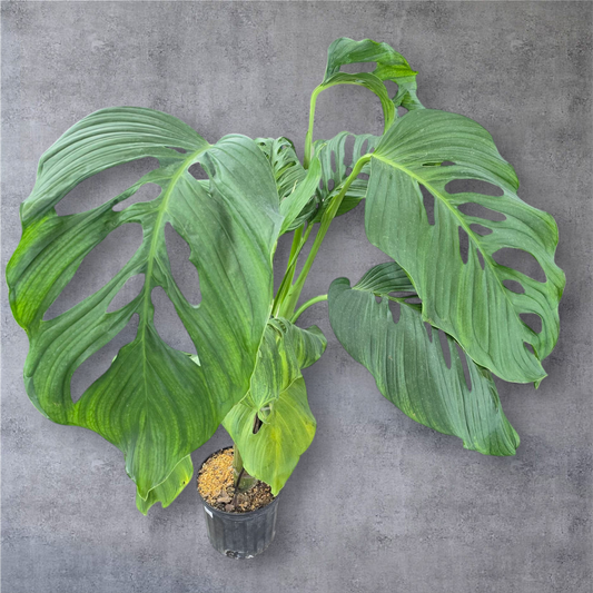 LARGE PLANTS - Monstera Lechleriana - 8" (pole)