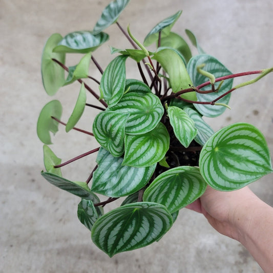 LARGE PLANTS - Peperomia Argyreia - 6" (no Shipping)