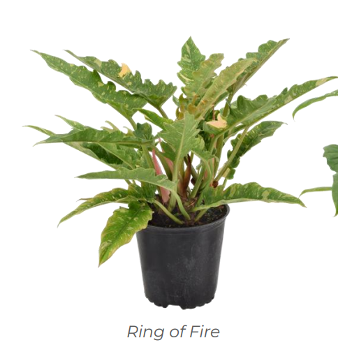 LARGE PLANTS - Philodendron Ring Of Fire - 8"