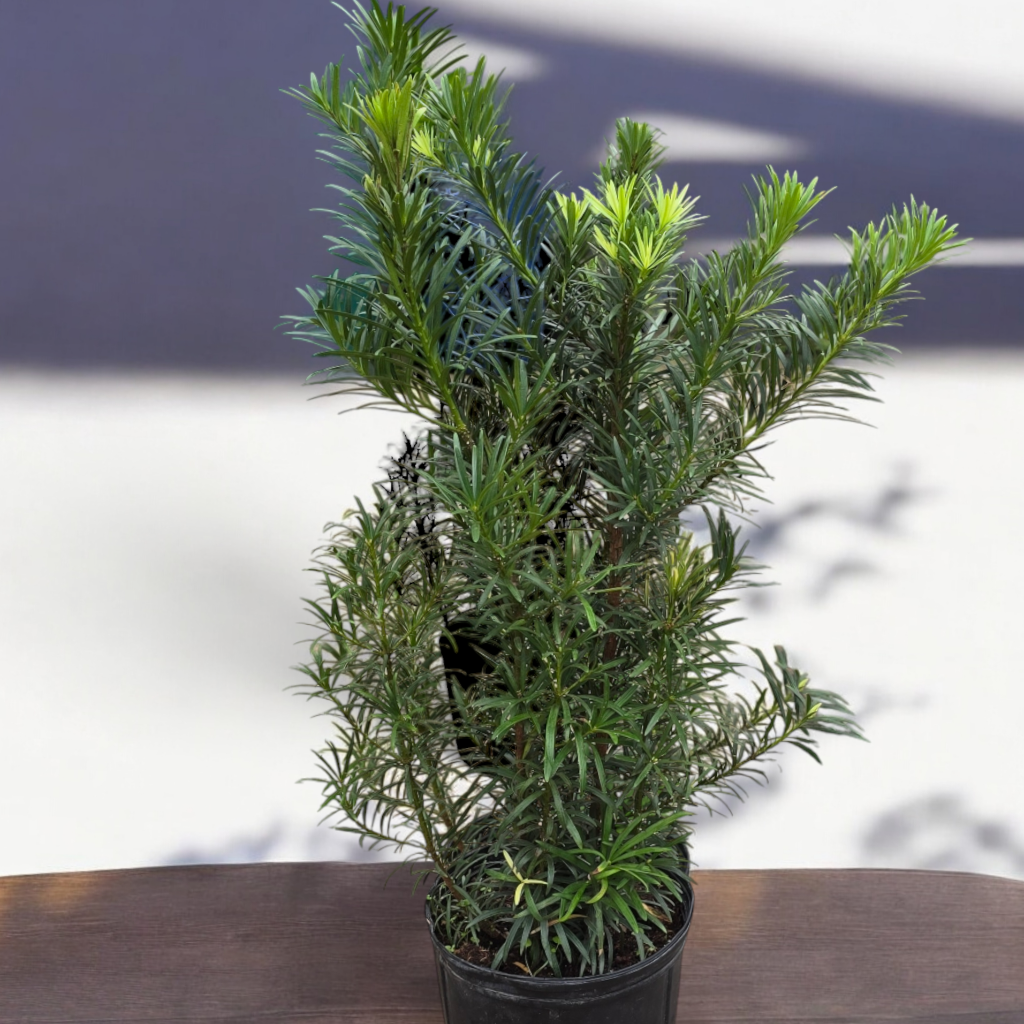 LARGE PLANTS - Podocarpus Macrophyllus  'Maki' - 14"