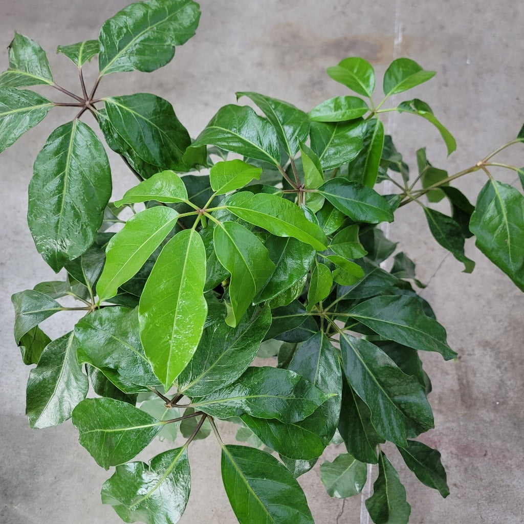 Schefflera amate - 8