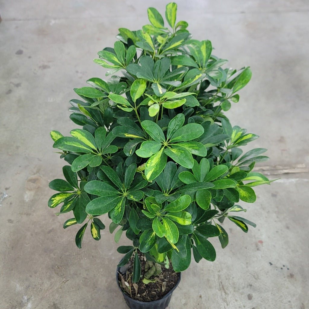 Schefflera arboricola ' Gold Capella' bush - 10