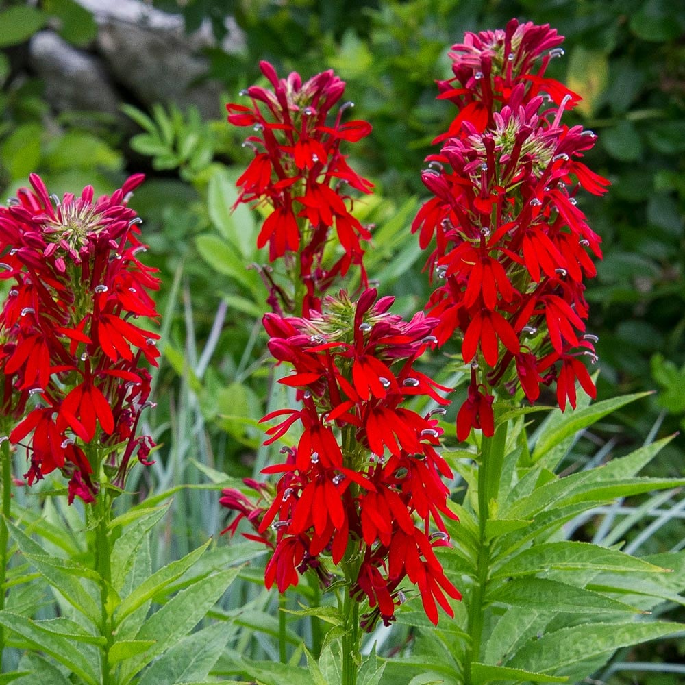 Lobelia cardinalis - on wood