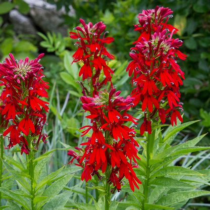 Lobelia cardinalis - on wood