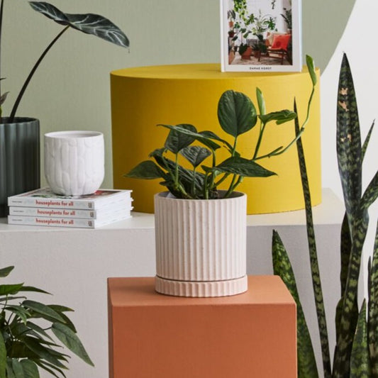 Los Feliz Pot - Off White - 5.5"