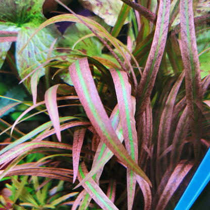 Cryptocoryne spiralis 'red' - TC