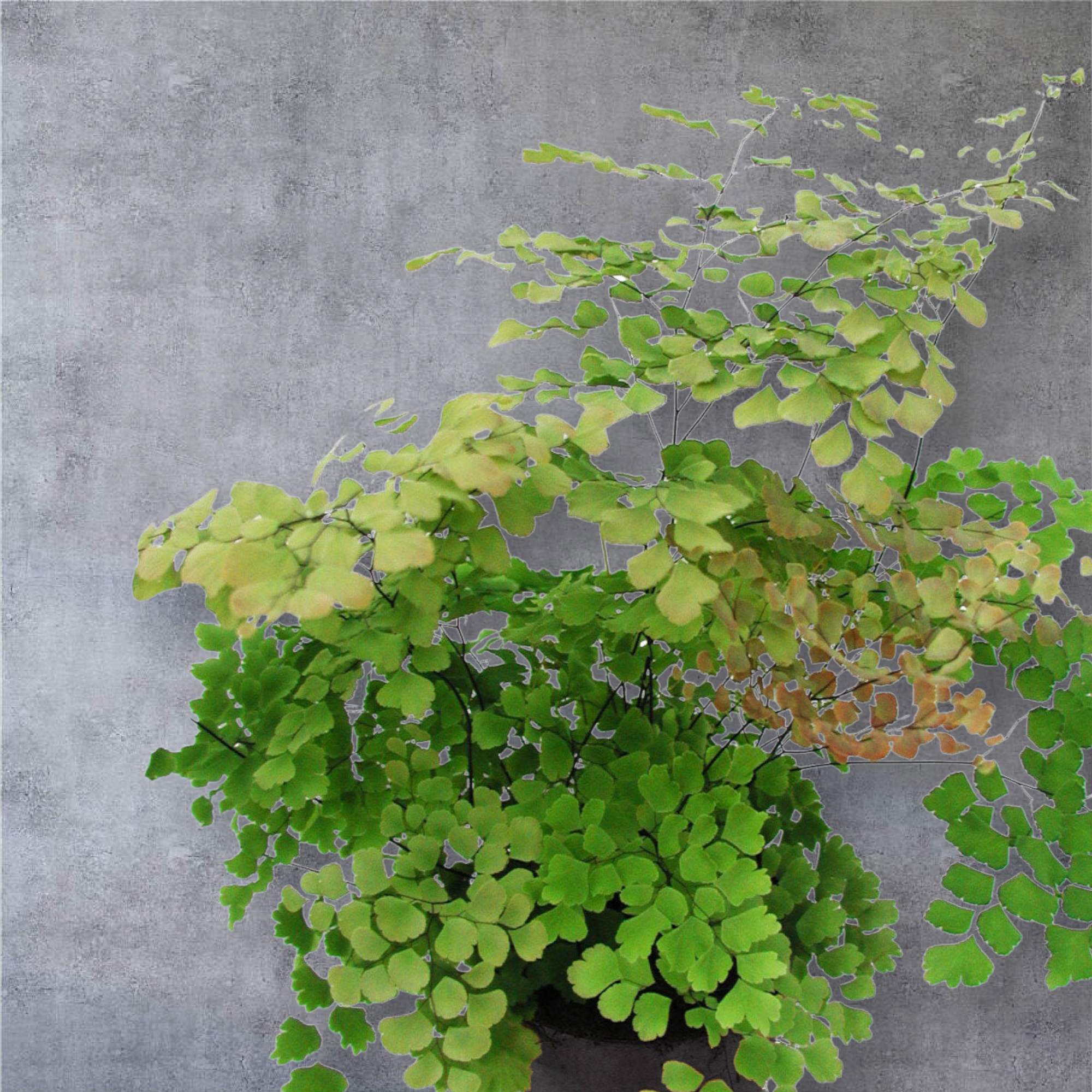 Adiantum tenerum 'Scutum Roseum' - 4