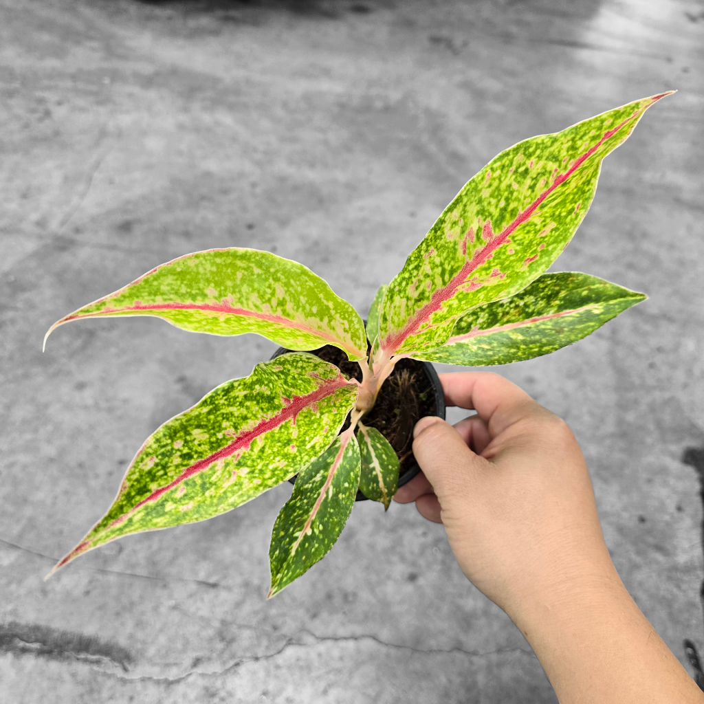 Aglaonema 'Night Sparkle' - 4