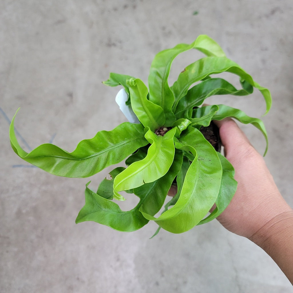 Asplenium antiquum 'Hurricane' - 4