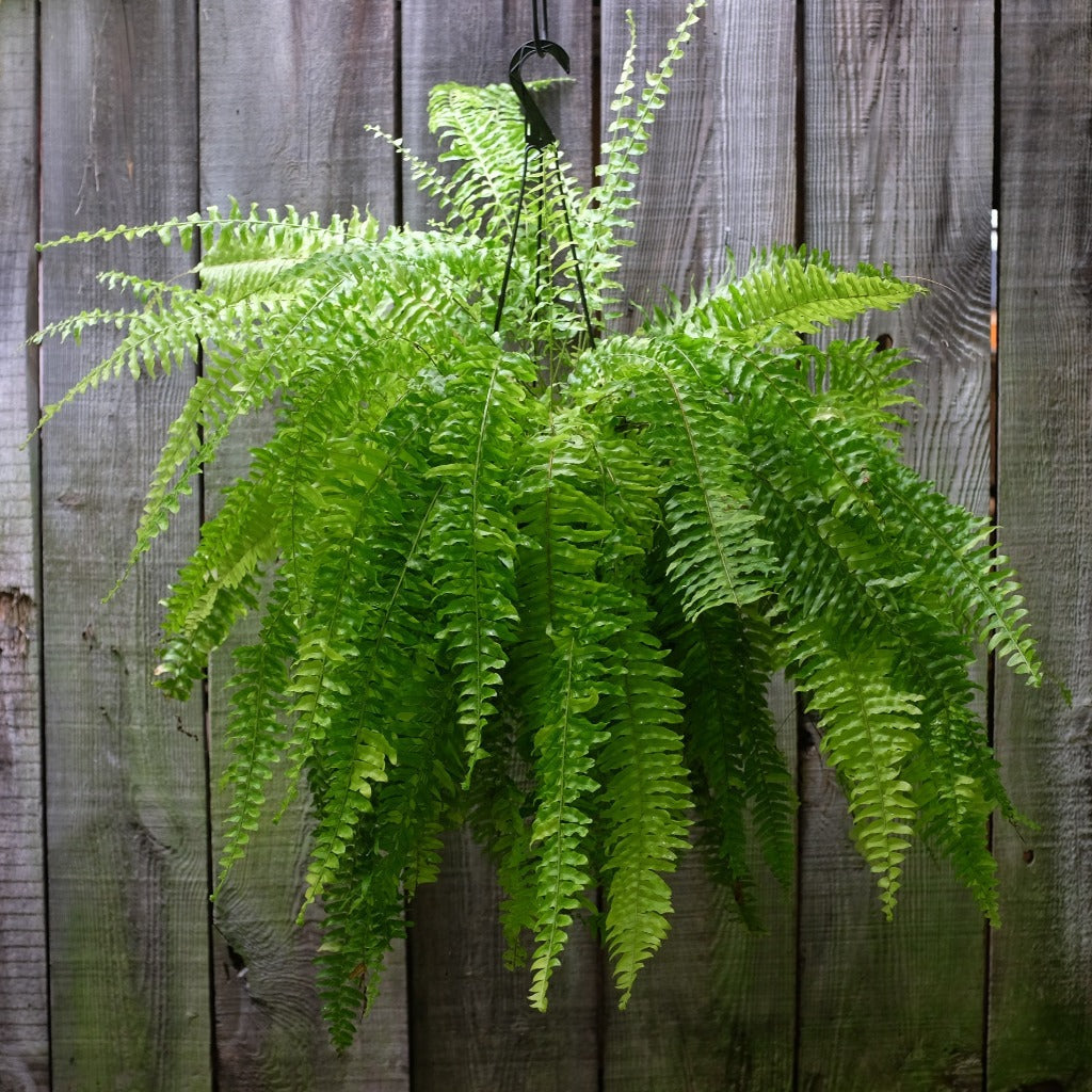 Boston Fern - 10