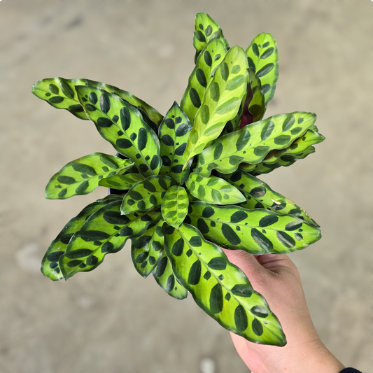 LOW LIGHT PLANTS - Calathea Lancifolia - 6.5"