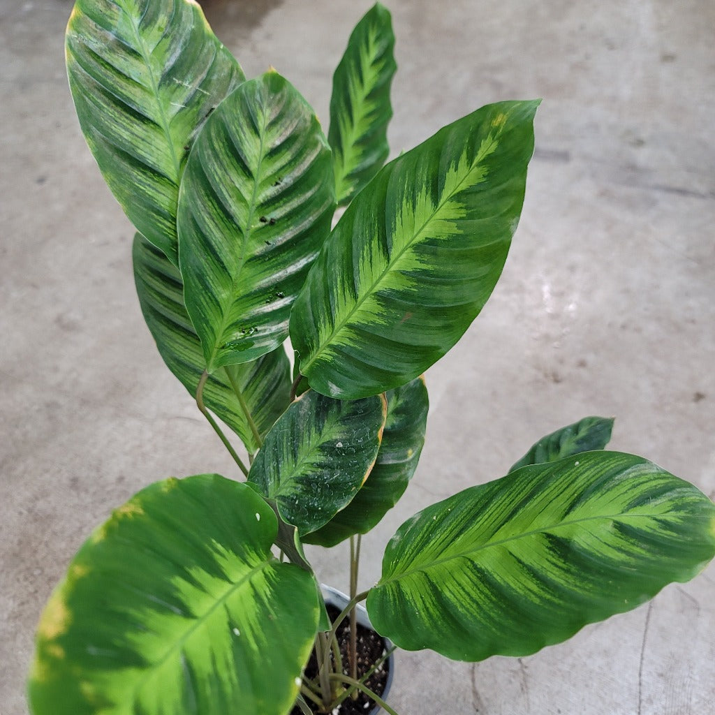 Calathea misto - 4