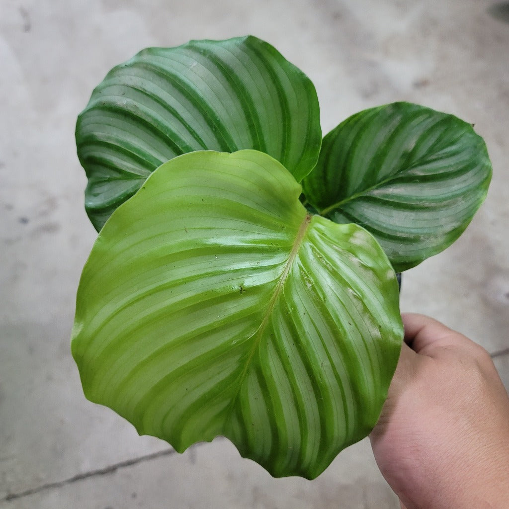 Calathea orbifolia - 4