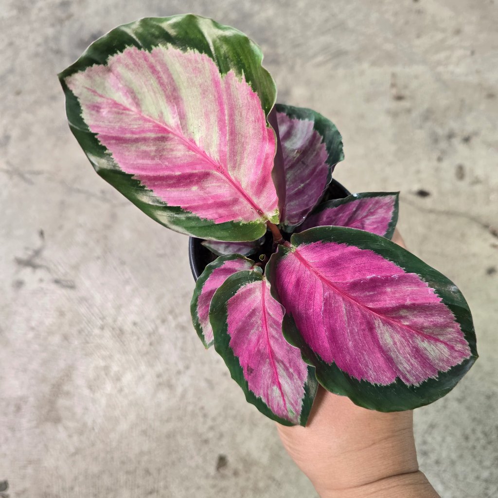 Calathea roseopicta silvIa - 4