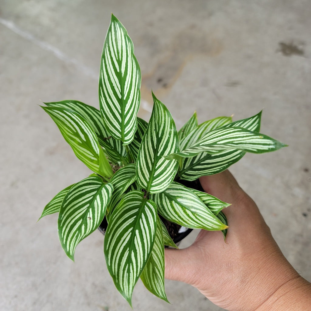 Calathea elliptica 'Vittata' - 4