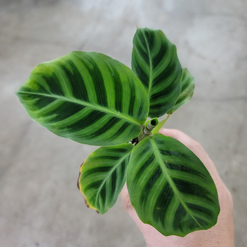 LOW LIGHT PLANTS - Calathea Warscewiczii - 2"
