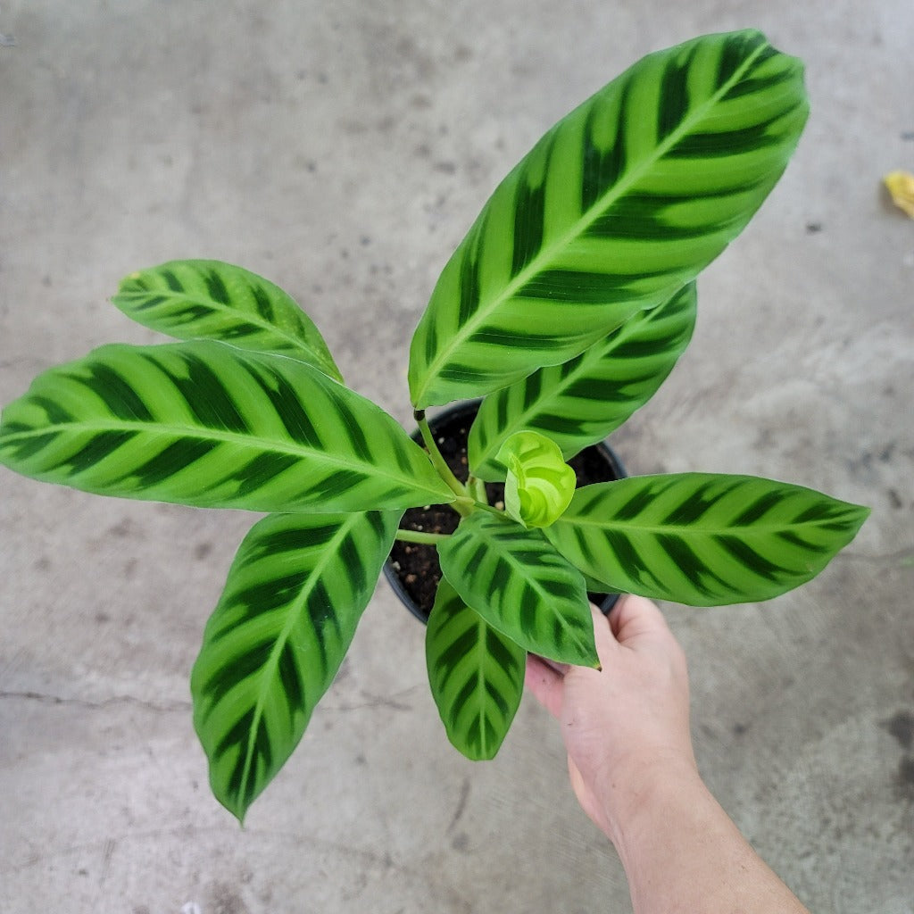 Calathea zebrina -4