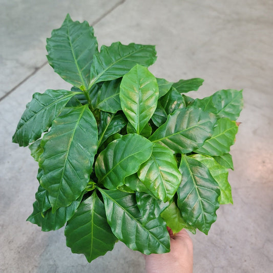 LOW LIGHT PLANTS - Coffee Plant - 6"
