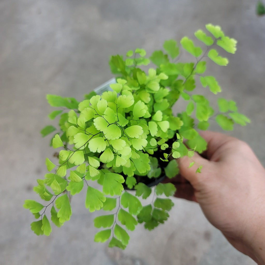 Maidenhair fern - Assorted 4