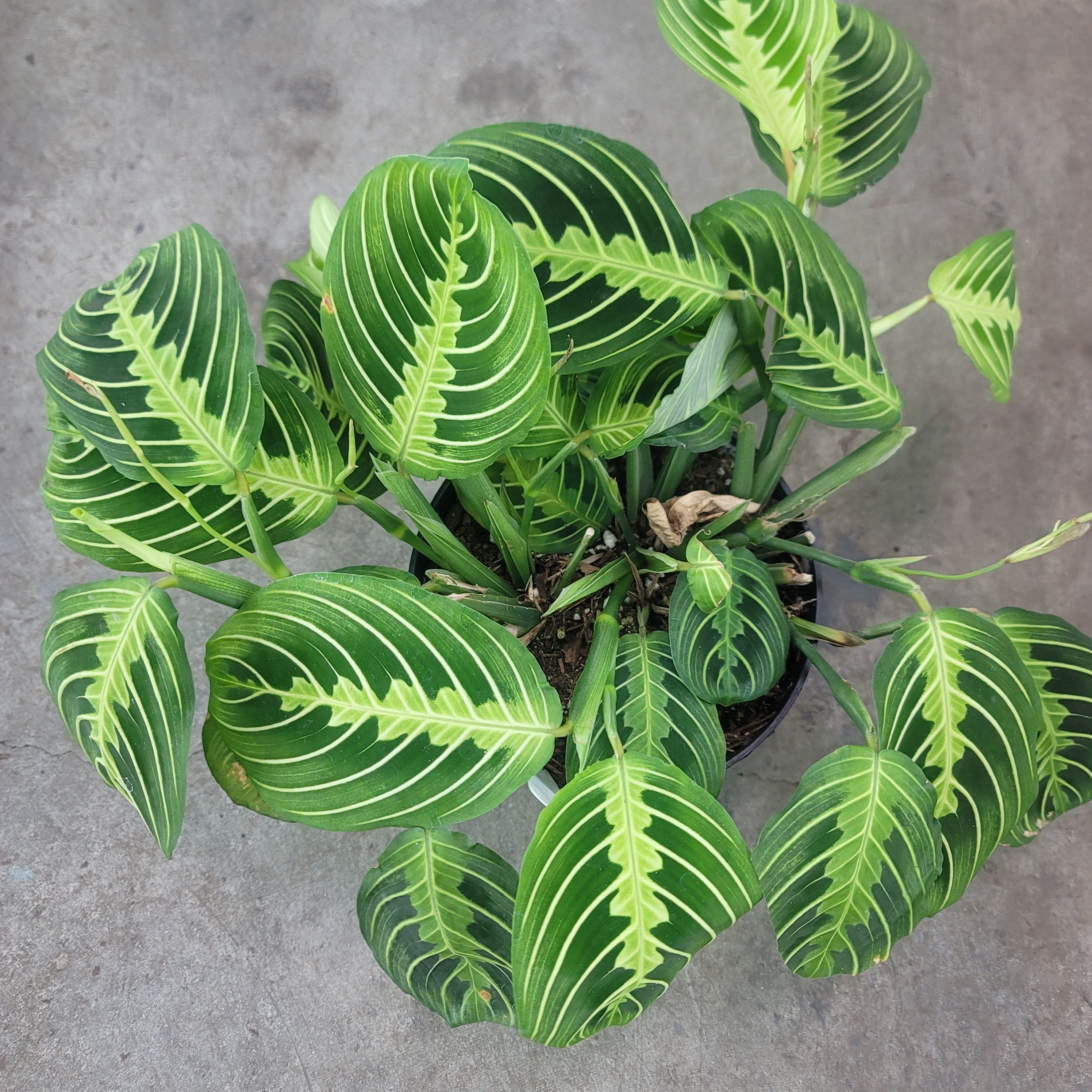 Maranta leuconeura 'Lemon Lime' - 6