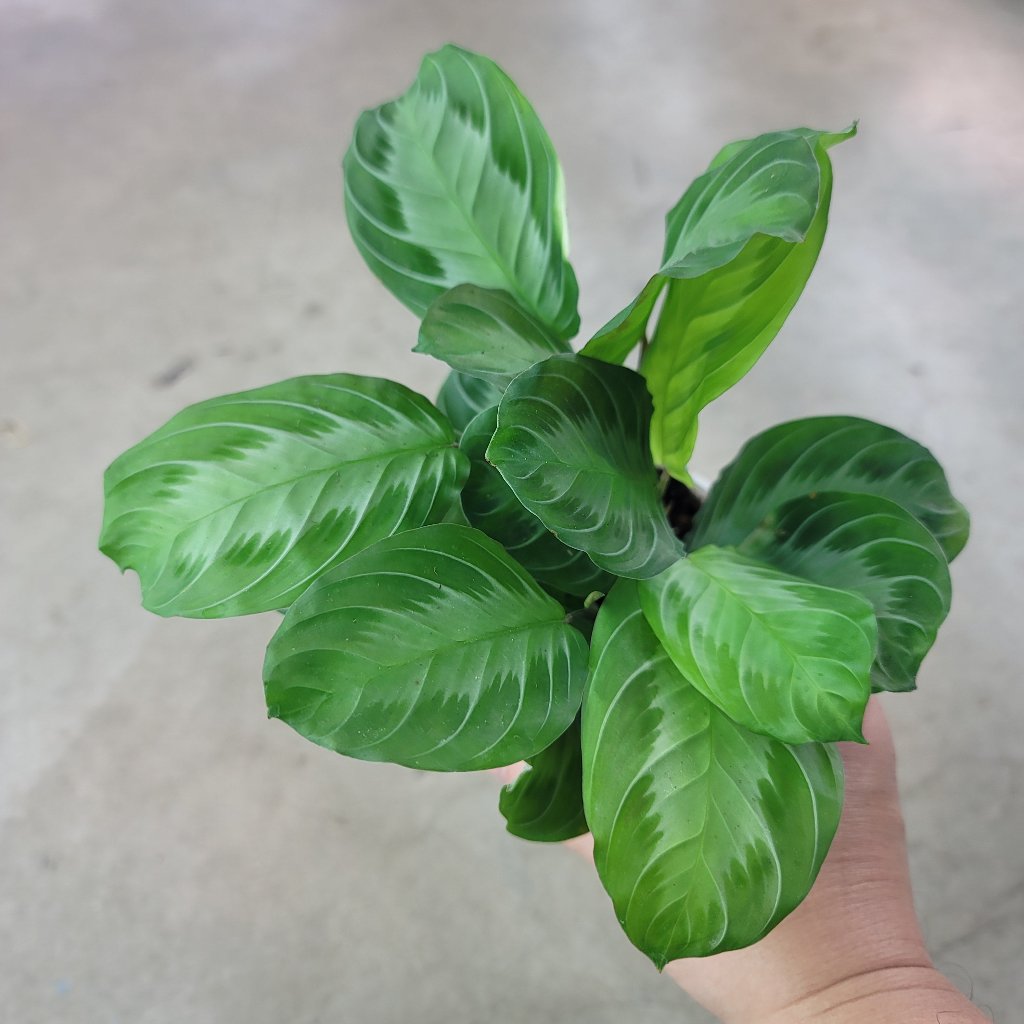 Maranta leuconeura 'Silver Band' - 4