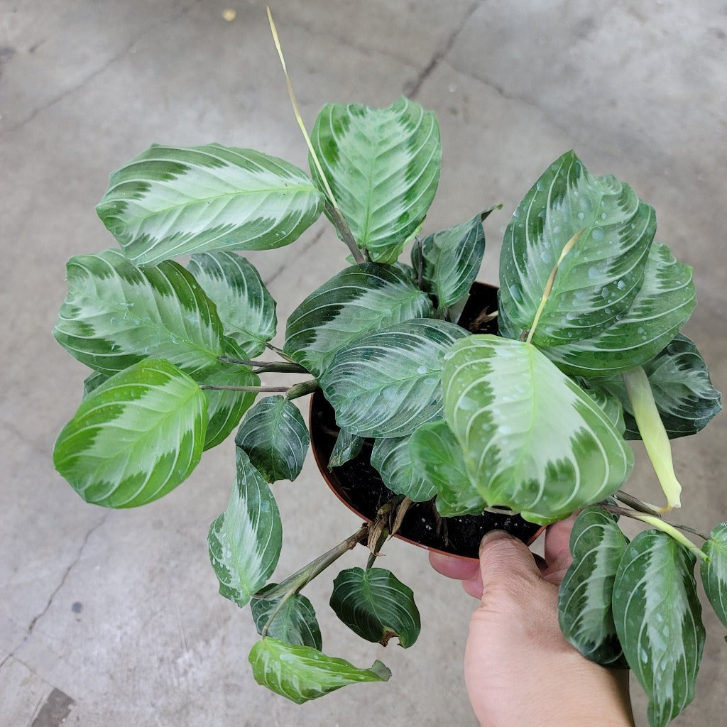 Maranta leuconeura 'Silver Band' - 6