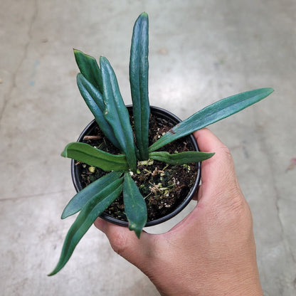 LOW LIGHT PLANTS - MICROSORUM THAILANDICUM - 4"