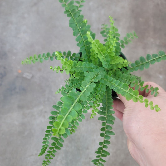 LOW LIGHT PLANTS - Nephrolepis Cordifolia Duffi - 4"