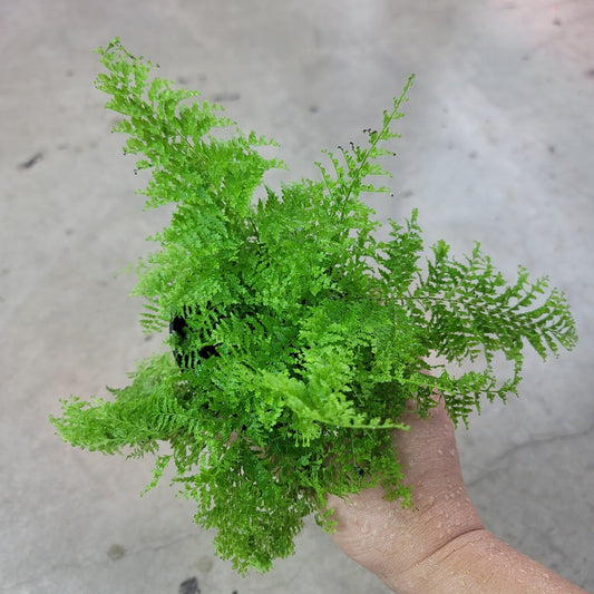 LOW LIGHT PLANTS - Nephrolepis Ex. 'Cotton Candy' - 4"