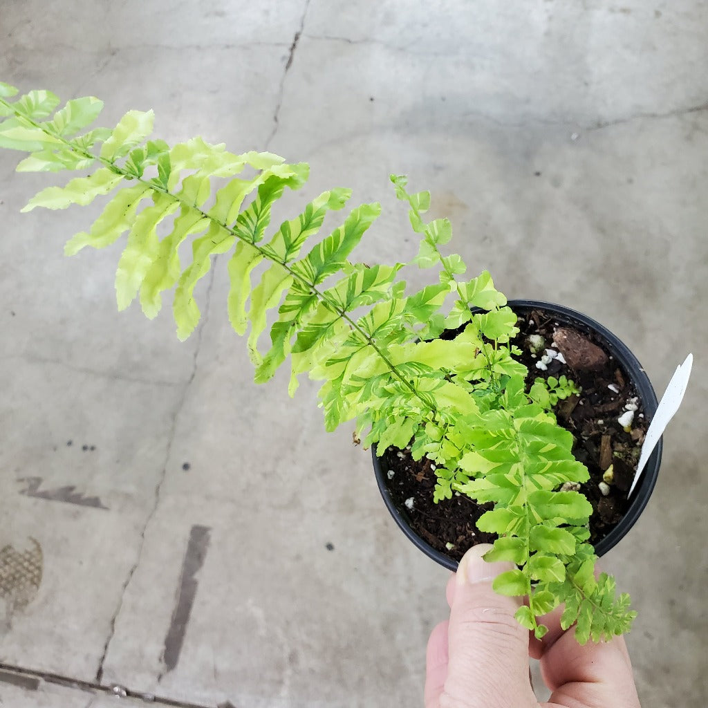 LOW LIGHT PLANTS - Nephrolepis Exaltata 'Tiger Fern' - 4"