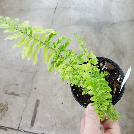 LOW LIGHT PLANTS - Nephrolepis Exaltata 'Tiger Fern' - 4"