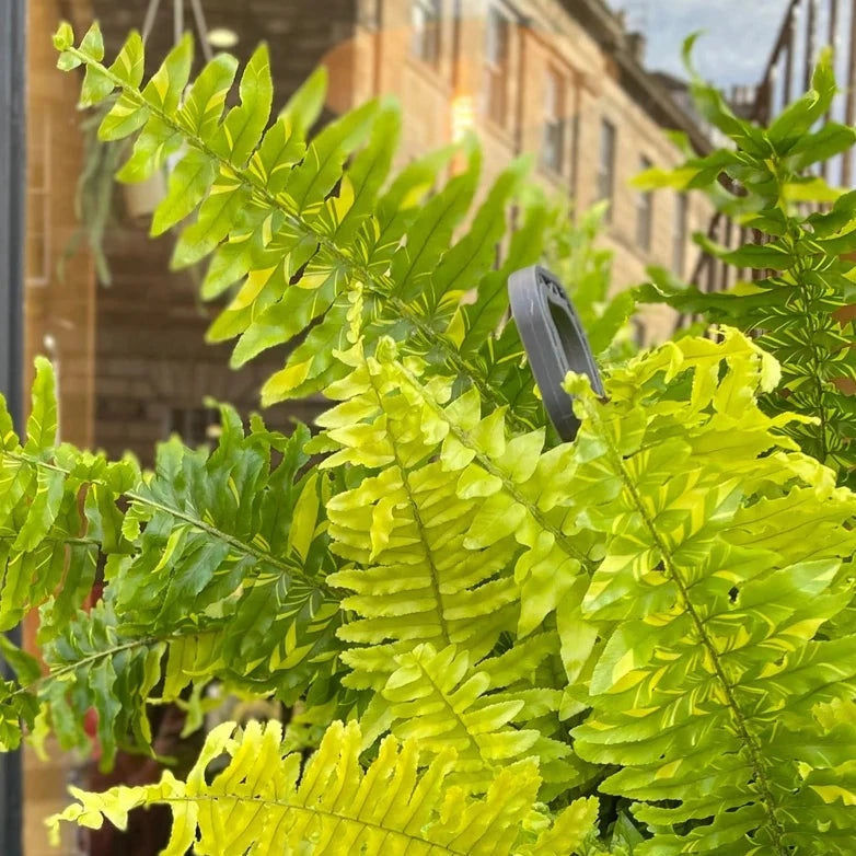 LOW LIGHT PLANTS - Nephrolepis Exaltata 'Tiger Fern' - 4"