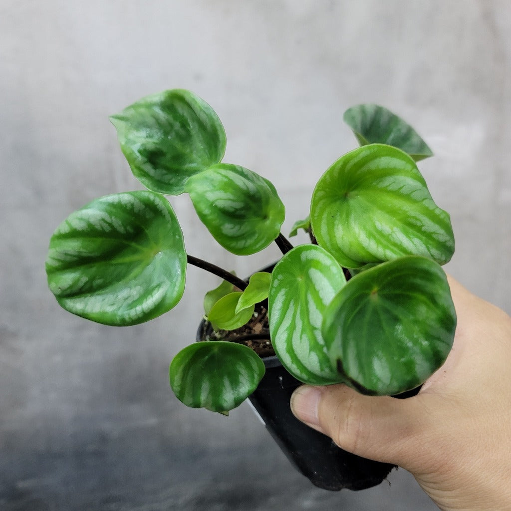 Peperomia argyreia - 4