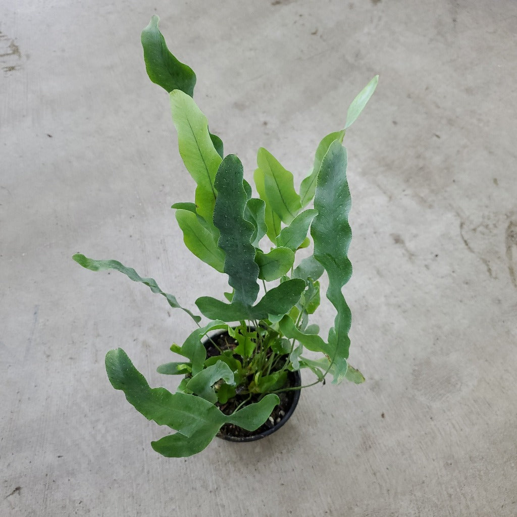 Phlebodium aureum - 4