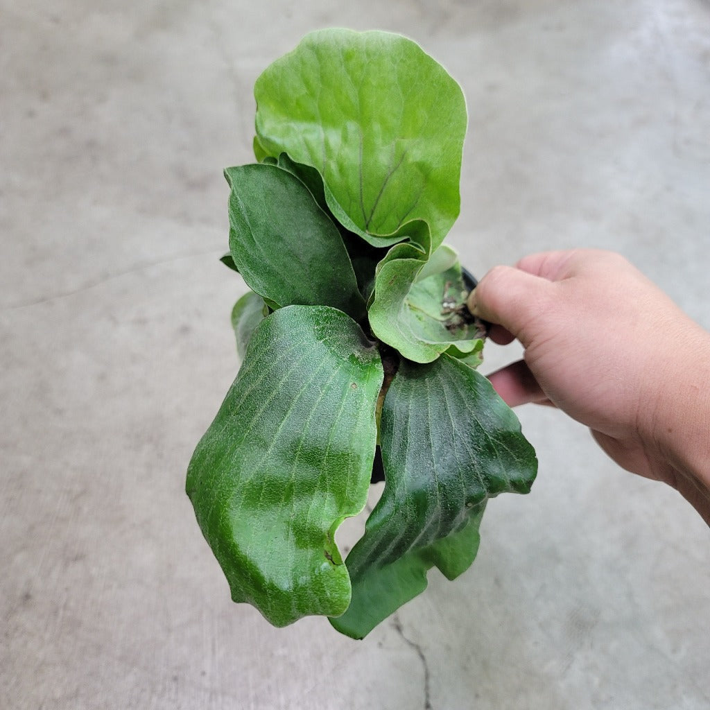 LOW LIGHT PLANTS - Platycerium Elephantotis - 4"