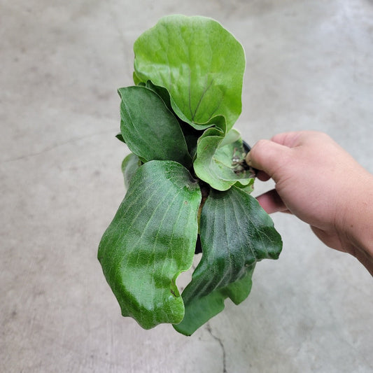 LOW LIGHT PLANTS - Platycerium Elephantotis - 4"