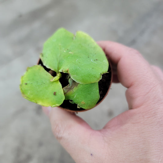 LOW LIGHT PLANTS - Platycerium Ridleyi - 3"