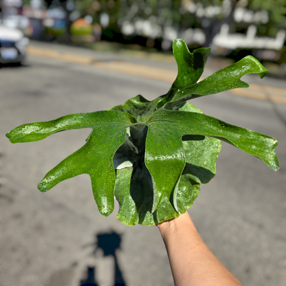 LOW LIGHT PLANTS - Platycerium Superbum - 6"