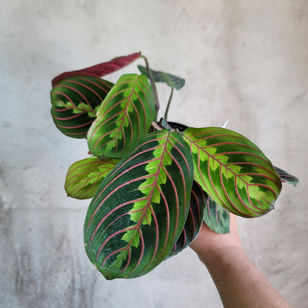 MARANTA