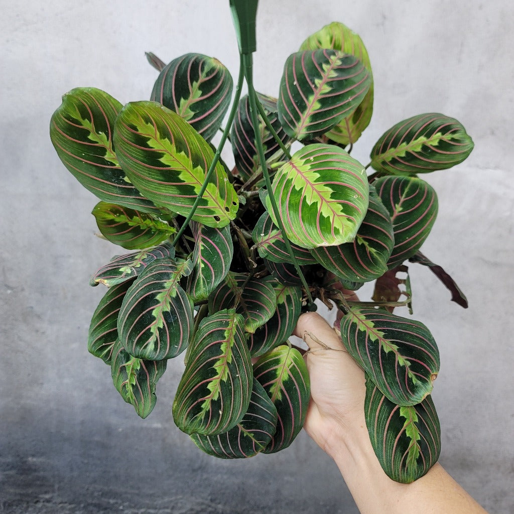 Red Maranta (Prayer Plant)  - 6