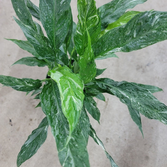 LOW LIGHT PLANTS - Spathiphyllum 'Domino' - 4"