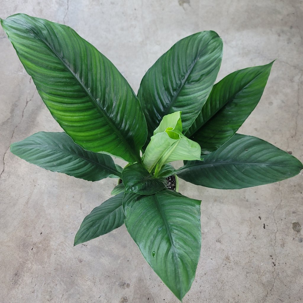 LOW LIGHT PLANTS - Spathiphyllum Sensation - 6"