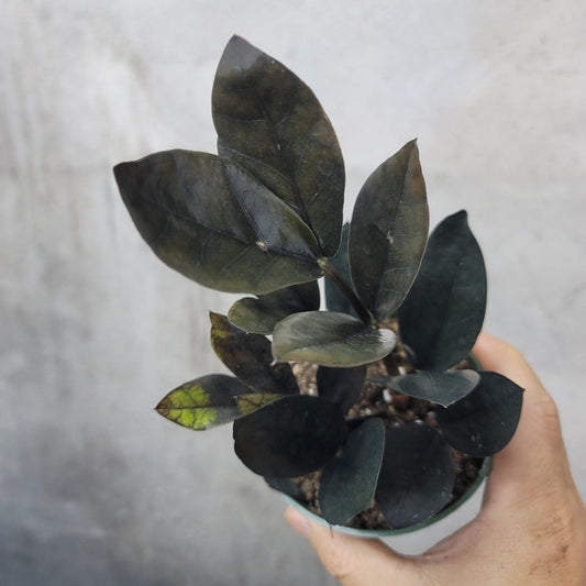 LOW LIGHT PLANTS - ZZ RAVEN - 4"