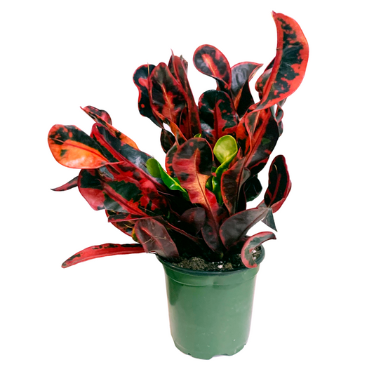 Croton mammy - 4"