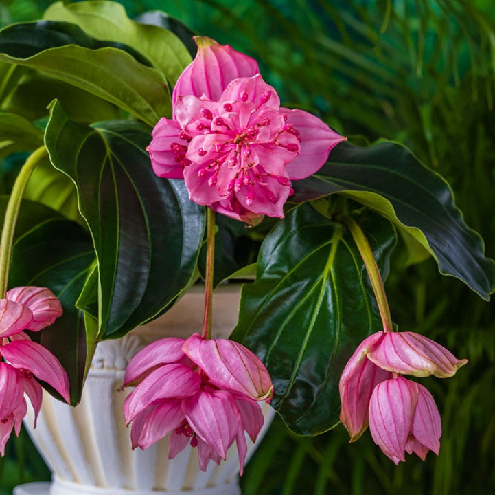 Medinilla magnifica - 6"