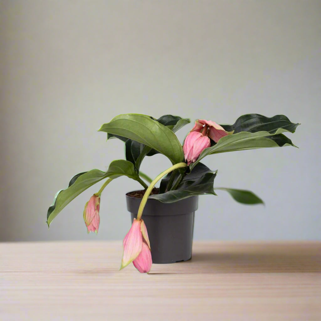 Medinilla magnifica - 6