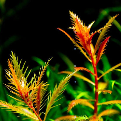 Proserpinaca palustris - TC