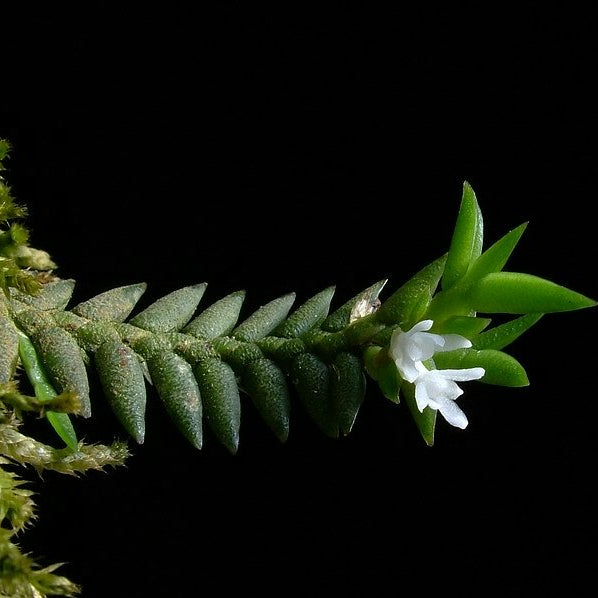 Microsaccus griffithii